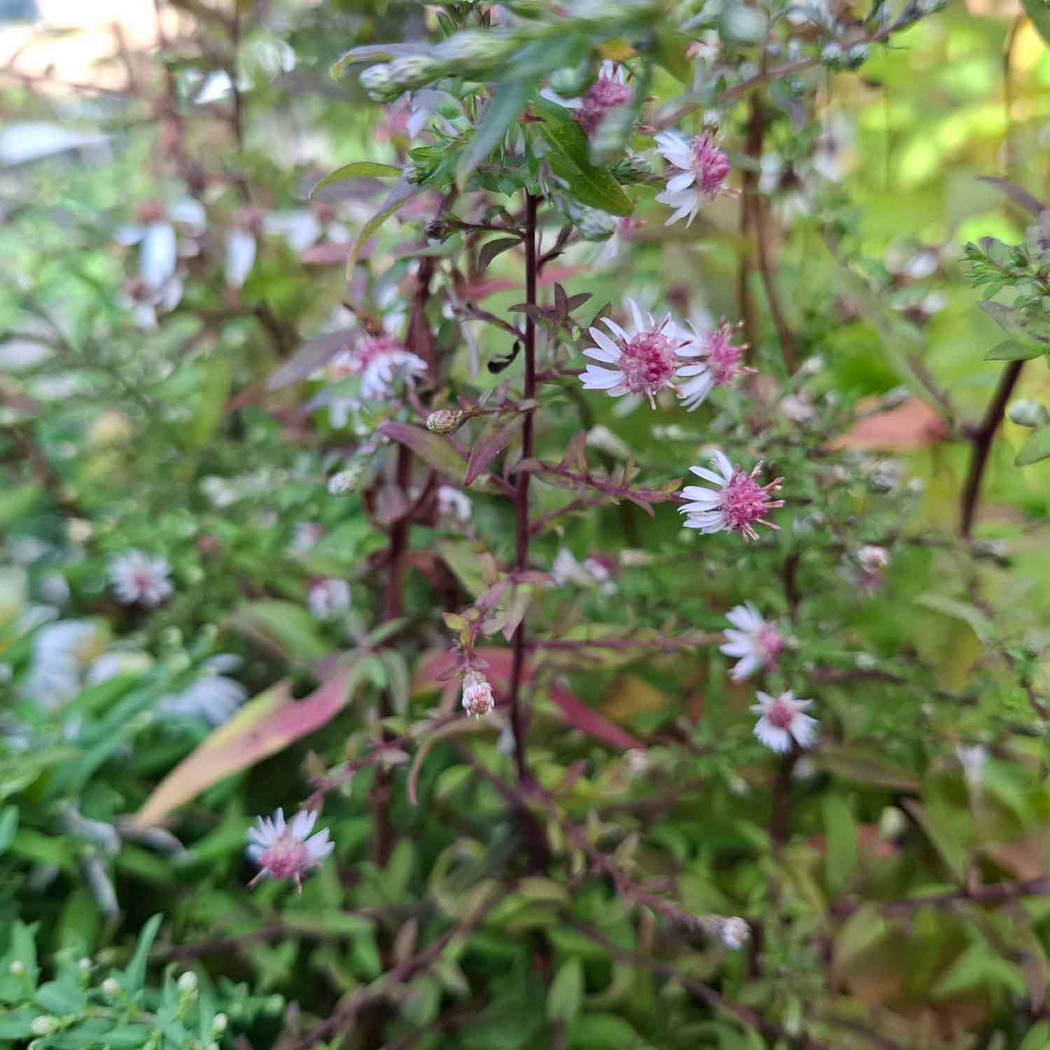 ASTER lateriflorus Horizontalis  1 L Potte