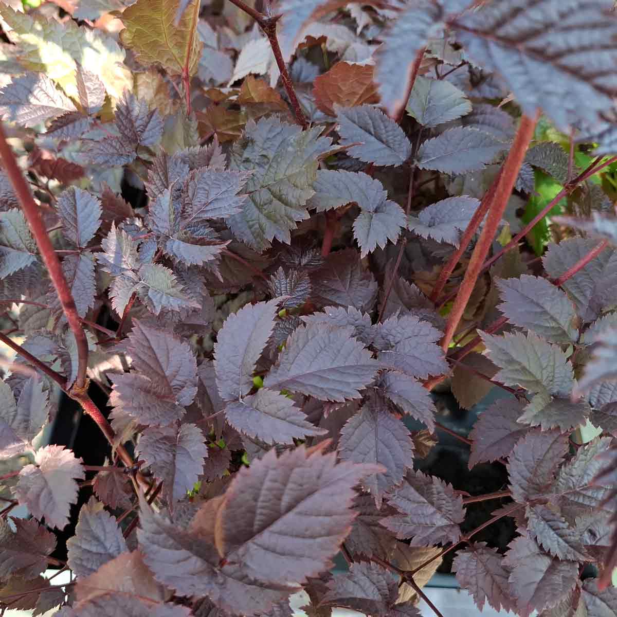 Astilbe thunbergii 'Chocolate Shogun' 1L