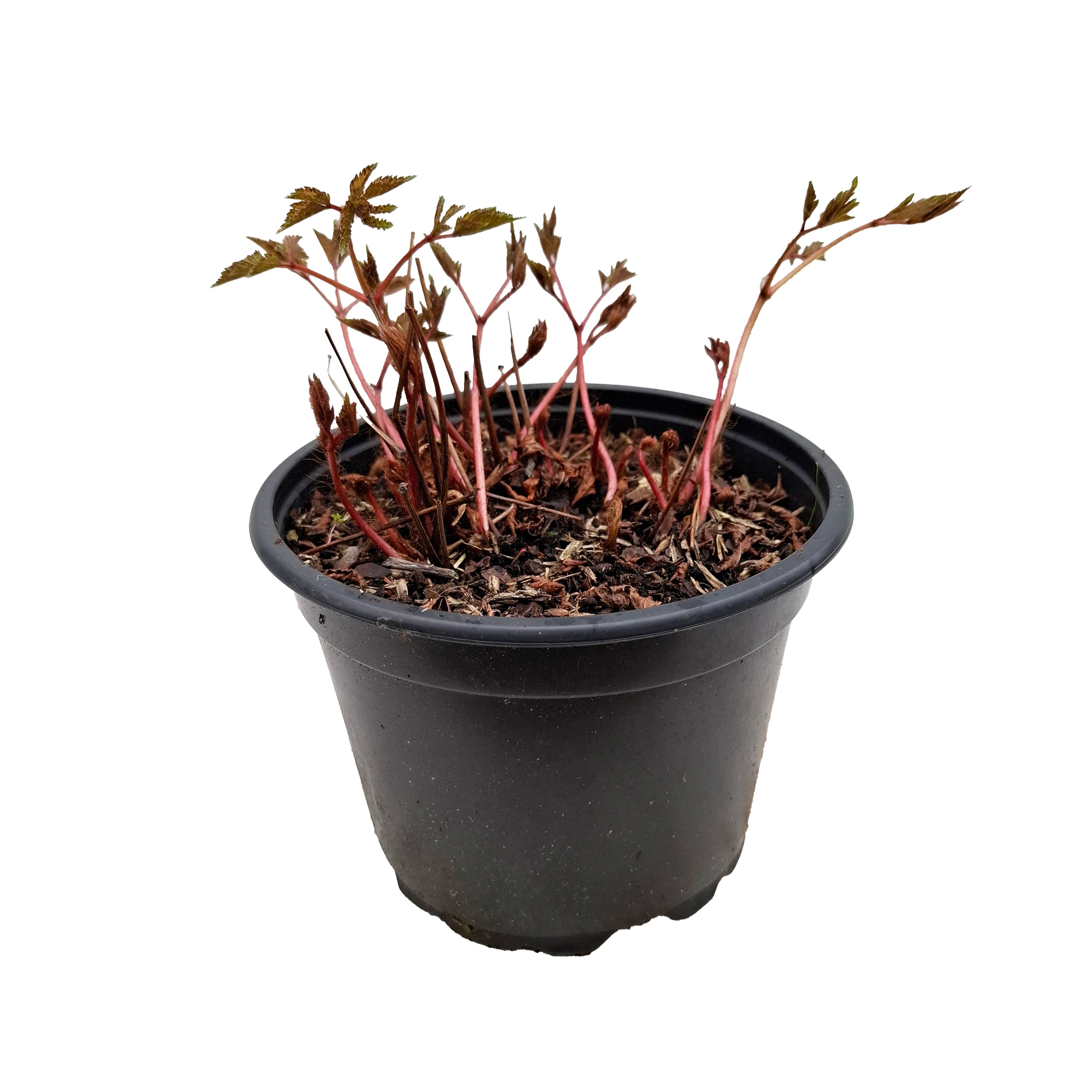 Astilbe (A) 'Amerika' 2L