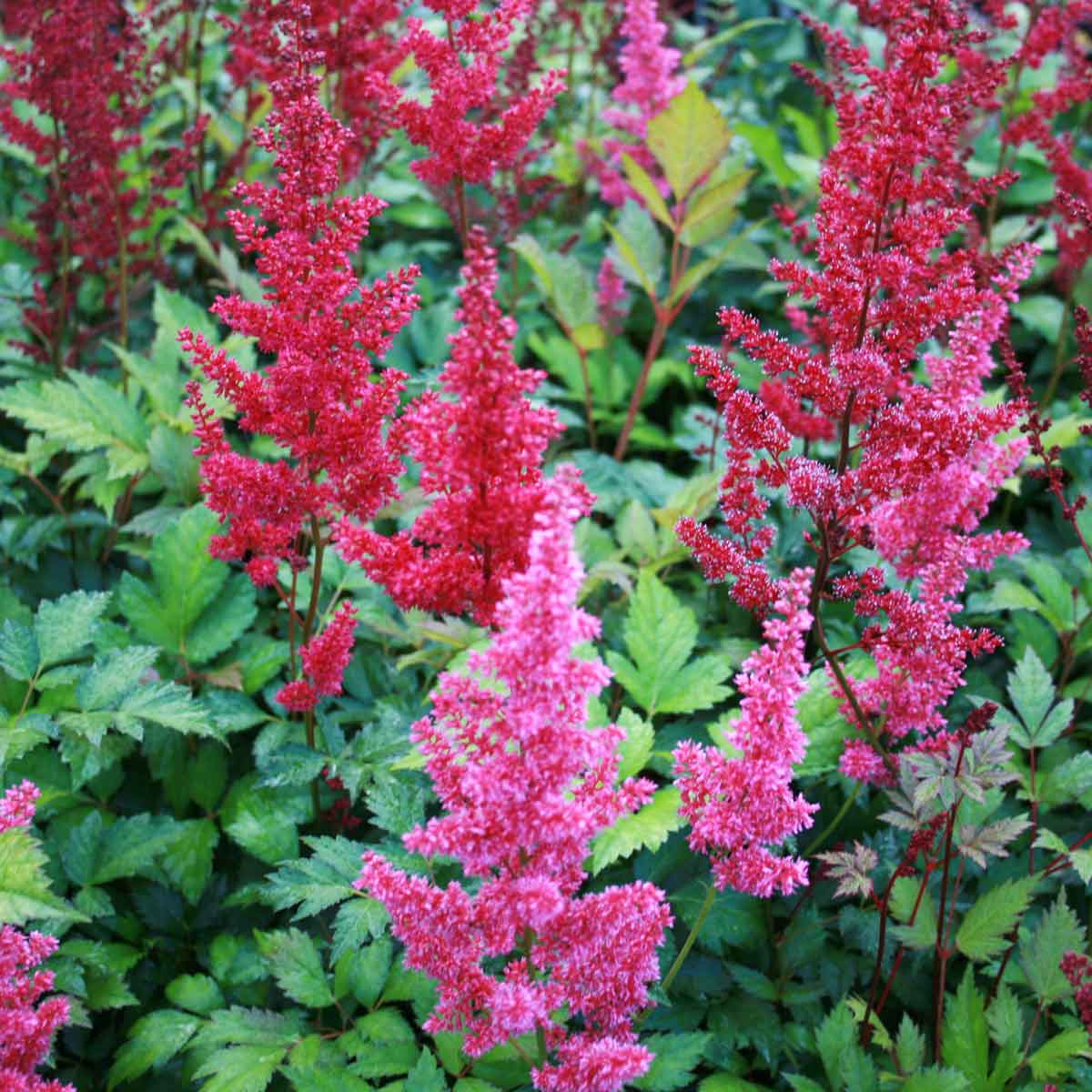 Astilbe (A) 'Fanal' P9
