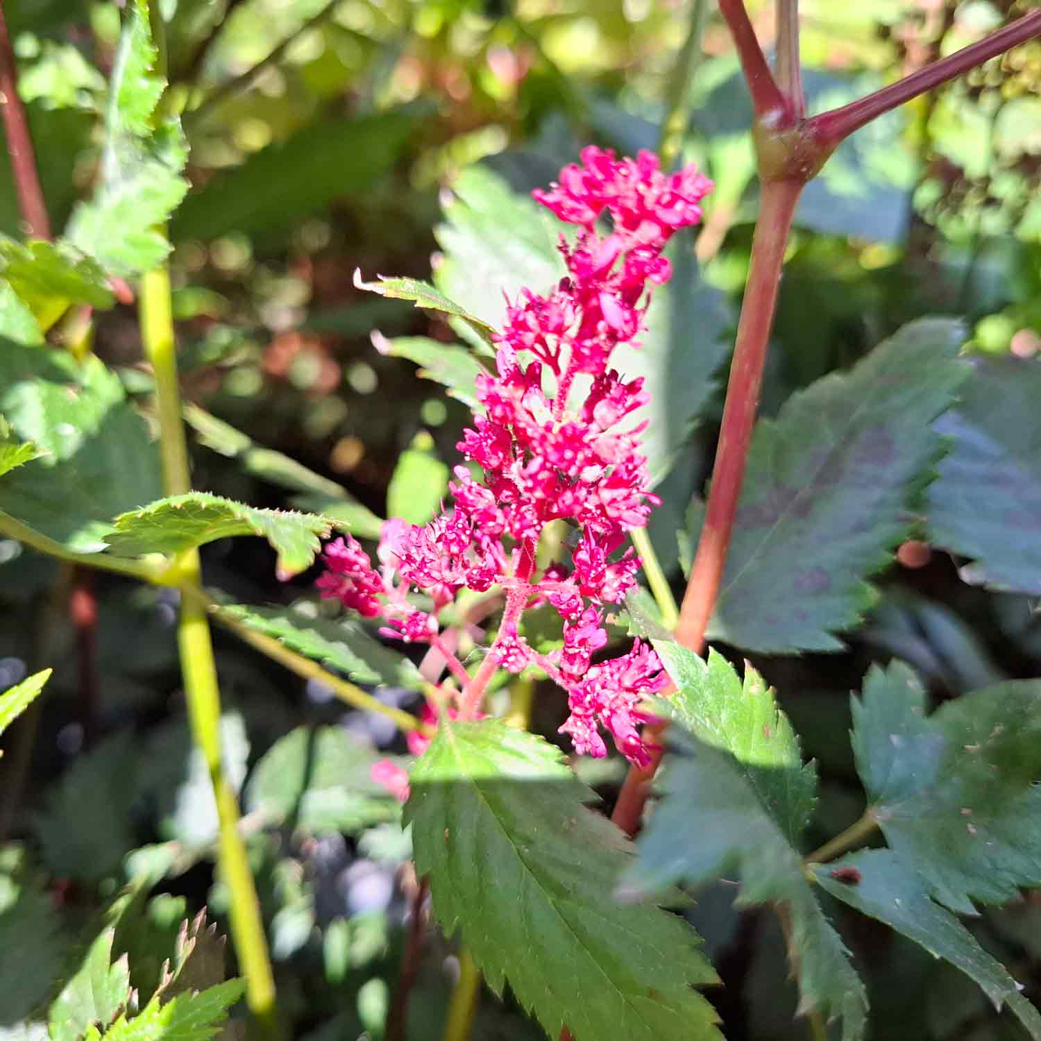 Astilbe (J) 'Montgomery' P9