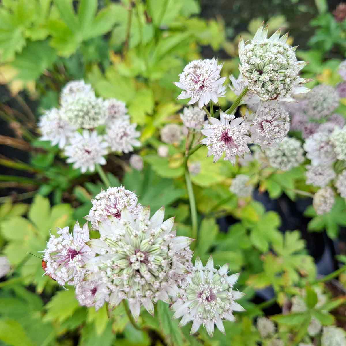 Astrantia major 1L