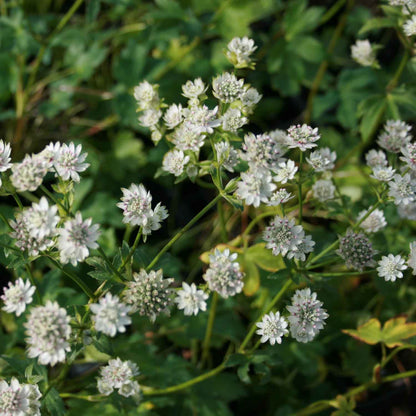 Astrantia major 'Star of Billion'(R) 1L