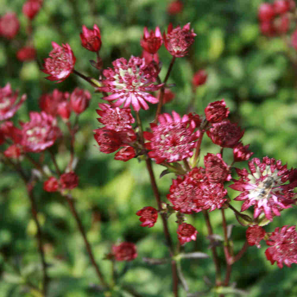 Astrantia major 'Claret' P9