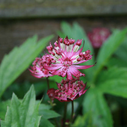 Astrantia maj. 'Claret' P9