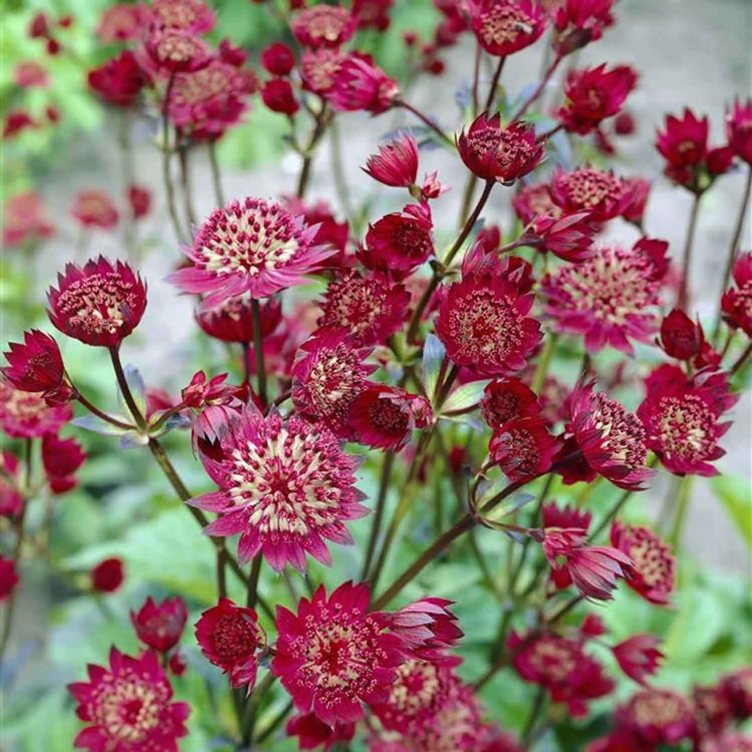 Astrantia maj. 'Claret' P9
