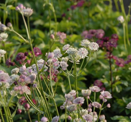 Astrantia major 'Rosensinfonie' 1L