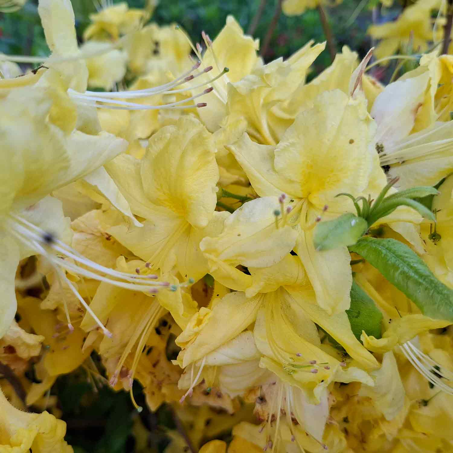 Rhododendron luteum 'Anneke' 5L