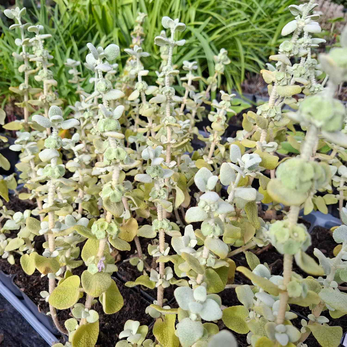 Ballota pseudodictamnus P9