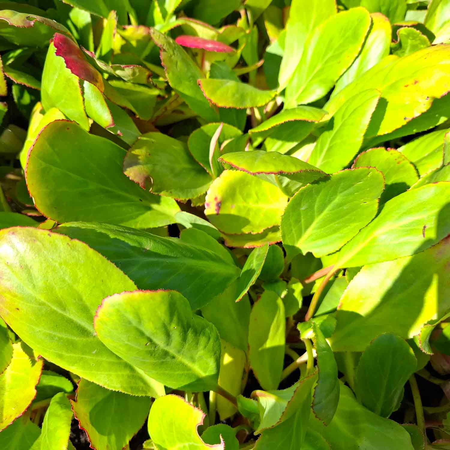 Bergenia 'Baby Doll' P9