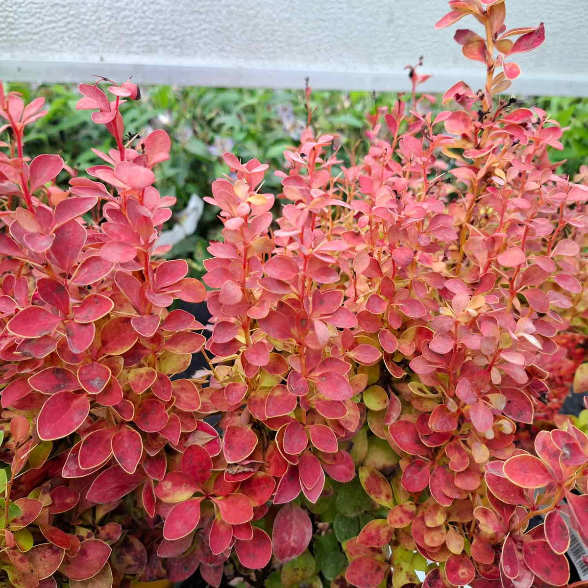 Berberis thunb. 'Orange Ice' 30/40 C3
