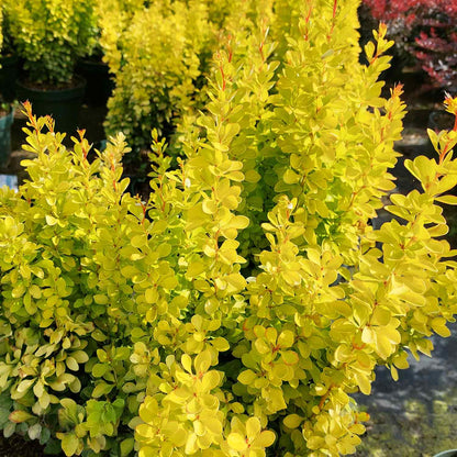 Berberis thunb. 'Maria' 20/-    C3