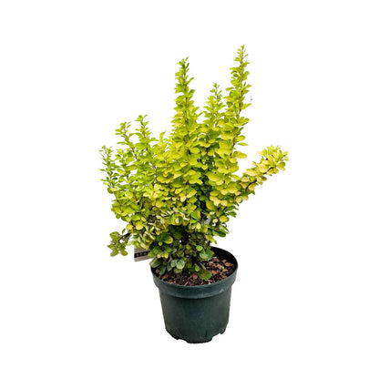 Berberis thunb. 'Maria' 20/-    C3