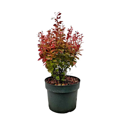 Berberis thunb. 'Orange Ice' 30/40 C3