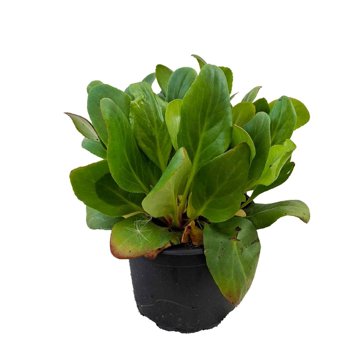 Bergenia 'Bressingham White' 2L