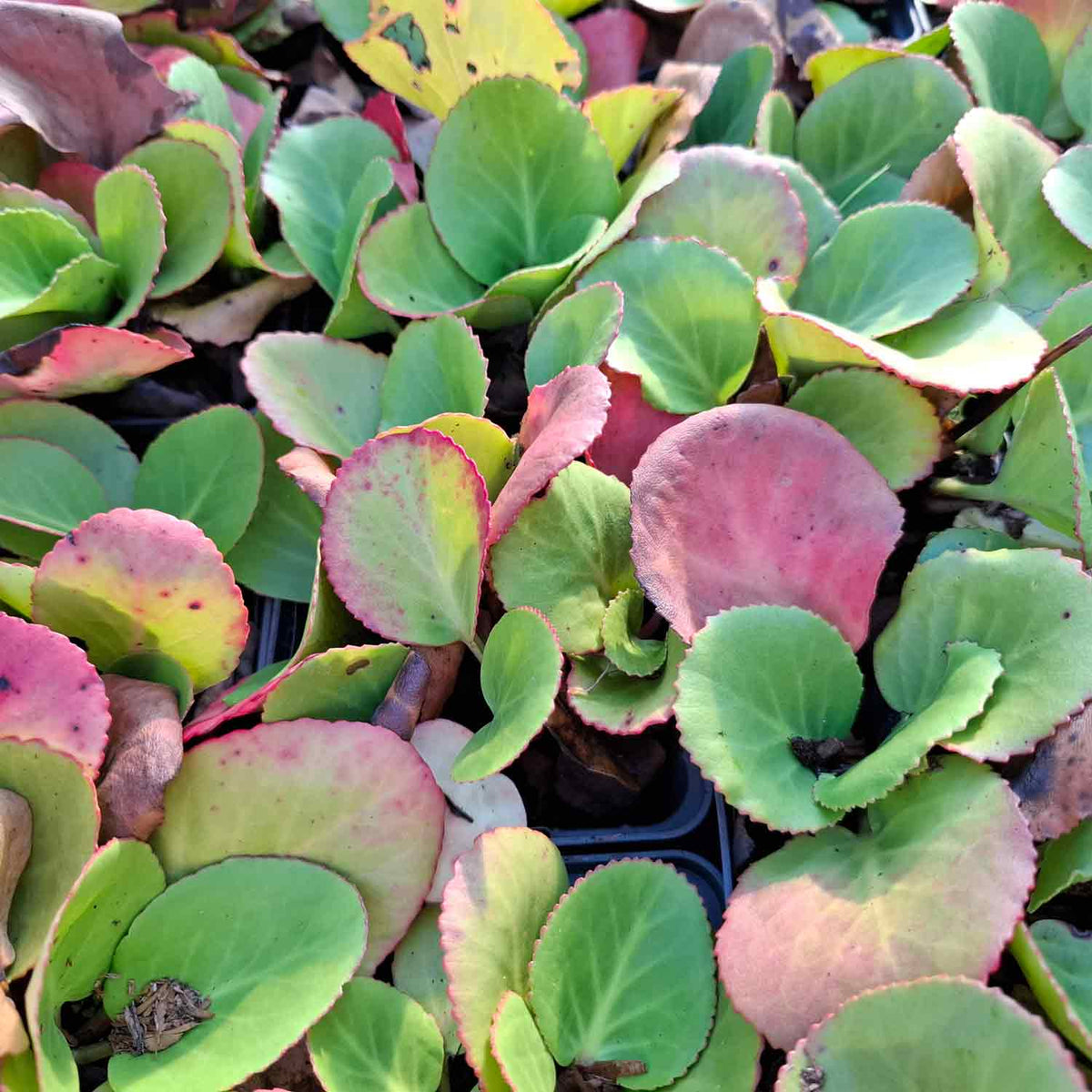 Bergenia cordifolia P9