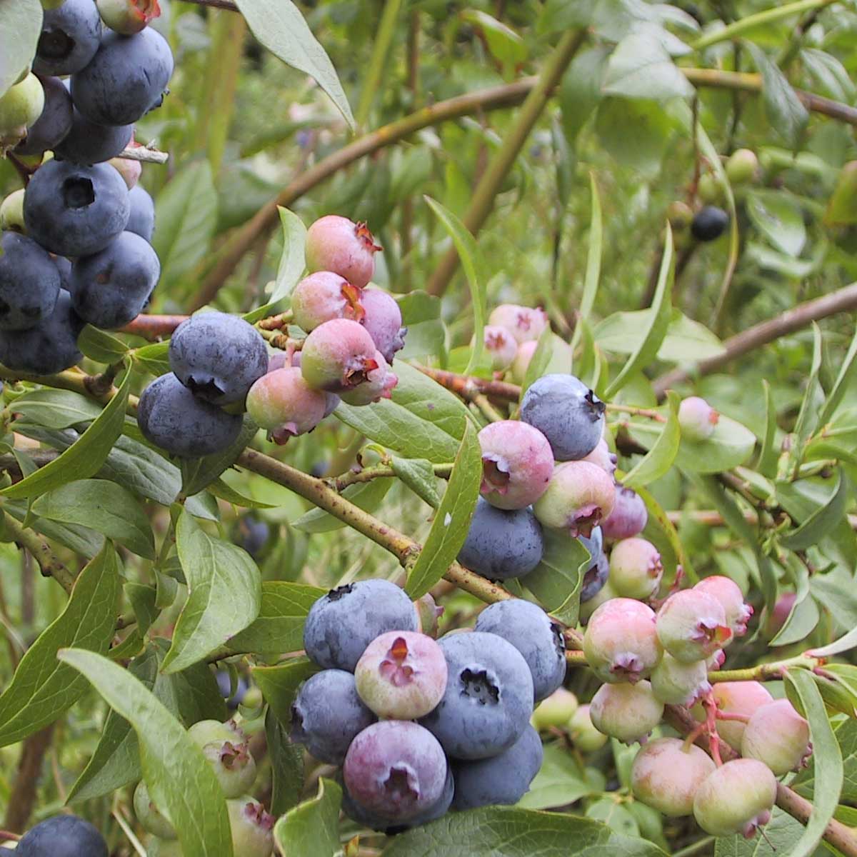 Vaccinium corymbosum 'Duke' C2 30-40
