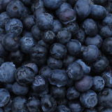 Vaccinium corymb. 'Berkeley' C5