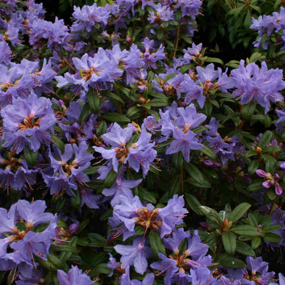 Dværgrhododendron 'Blue Tit' 20-25 - C2