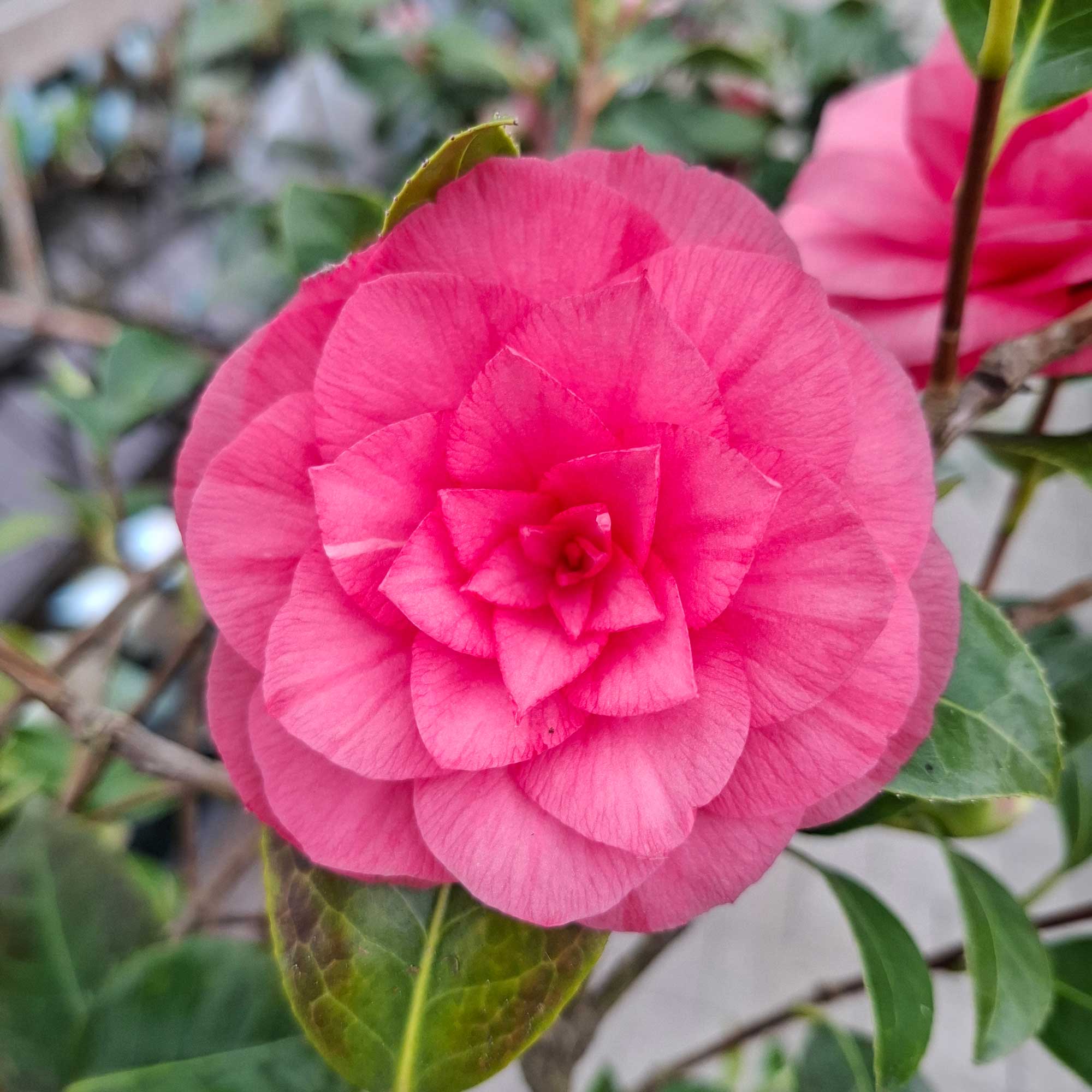 Farvede Roser Camellia japonica 'Bonomiana'