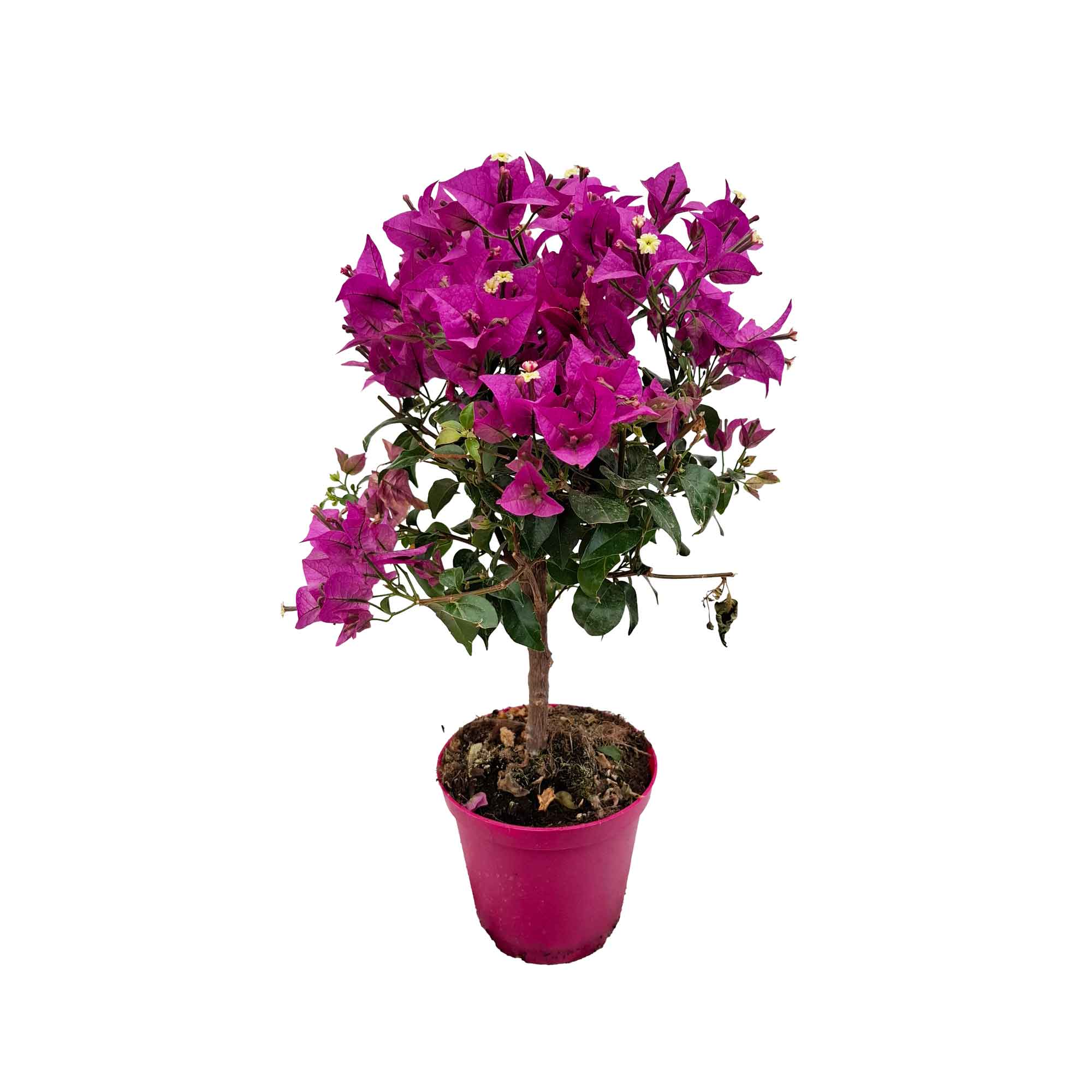 BOUGANVILLEA STEM D14 H40