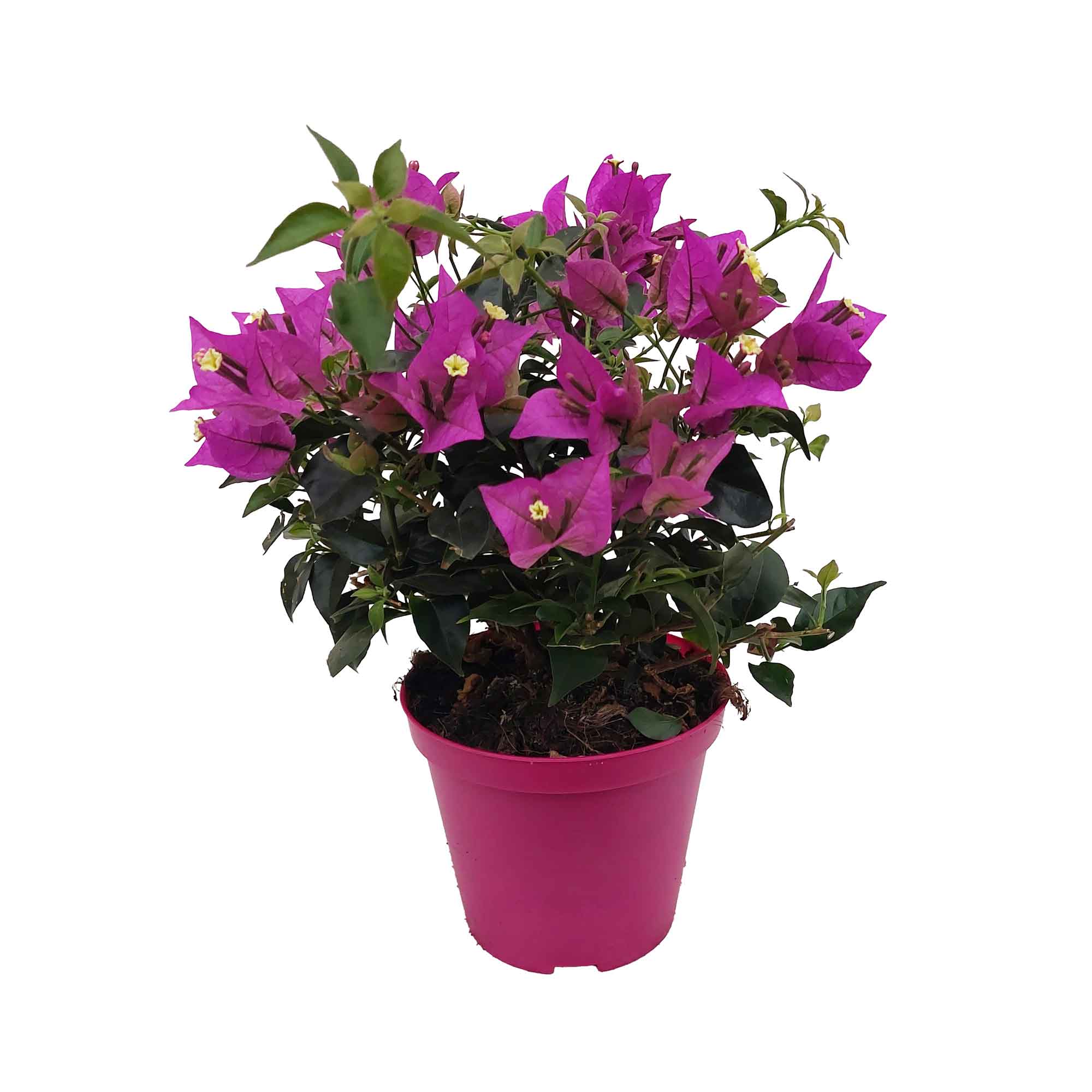 BOUGANVILLEA BUSH D14