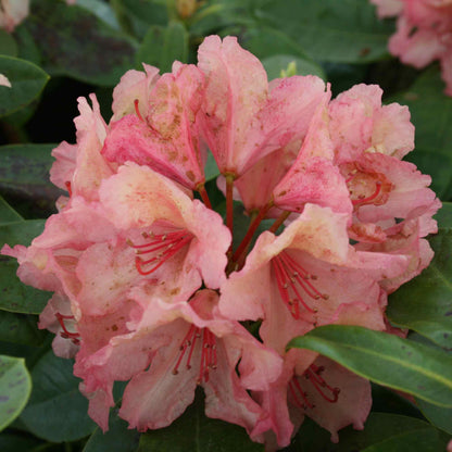 Rhododendron 'Brasilia' 30-40 - C5