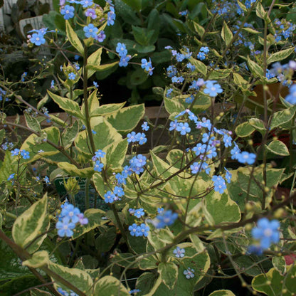 Brunnera macrophylla P9