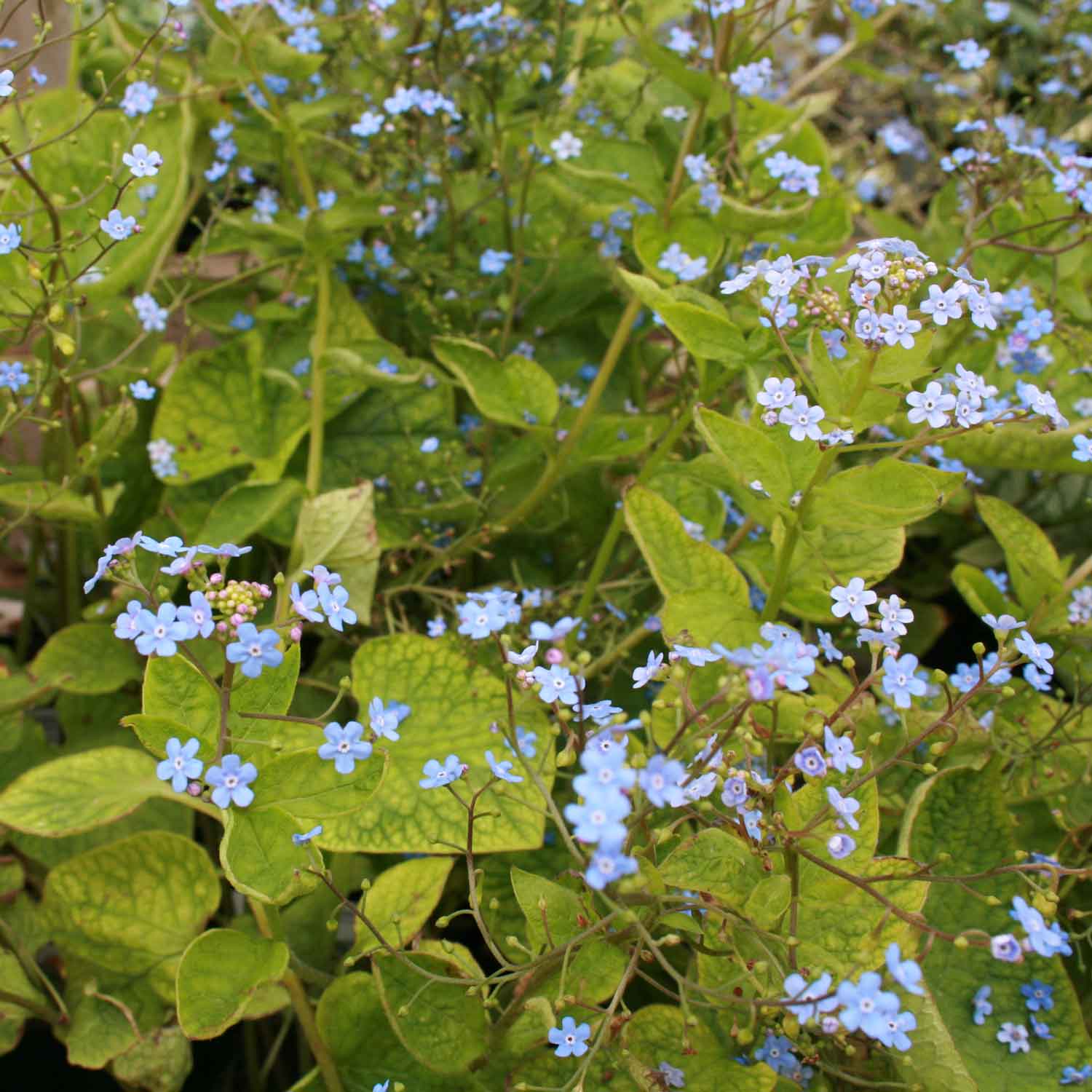 Brunnera macrophylla 2L