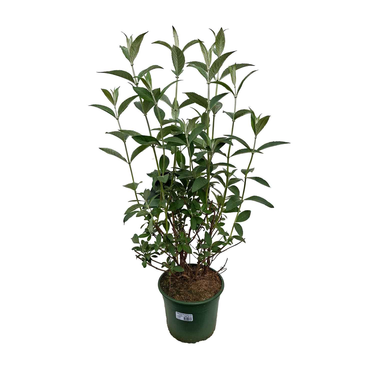 Buddleia davidii 'Reve de Pappilon lavender 4L