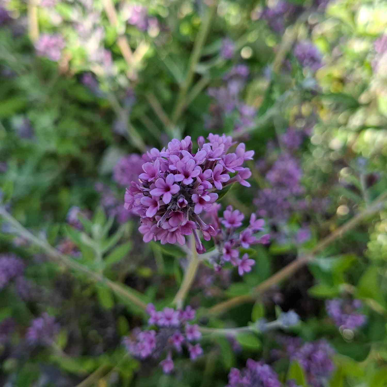Buddleja alternifolia C3 40-60 CM