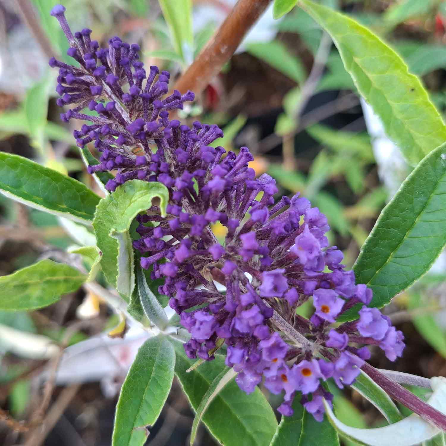 Buddleja davidii 'Nanho Blue' 30/40 C3
