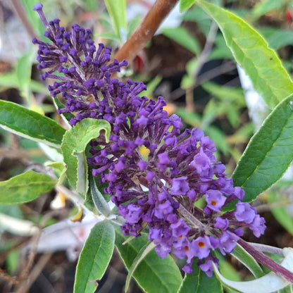Buddleja davidii 'Nanho Blue' 30/40 C3