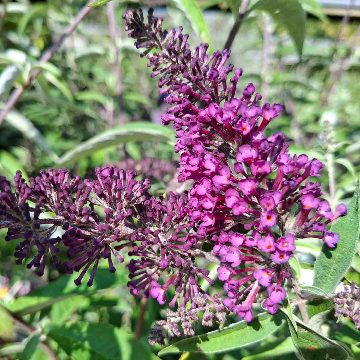 Buddleja davidii 'Nanho Purple' 30/40 C3