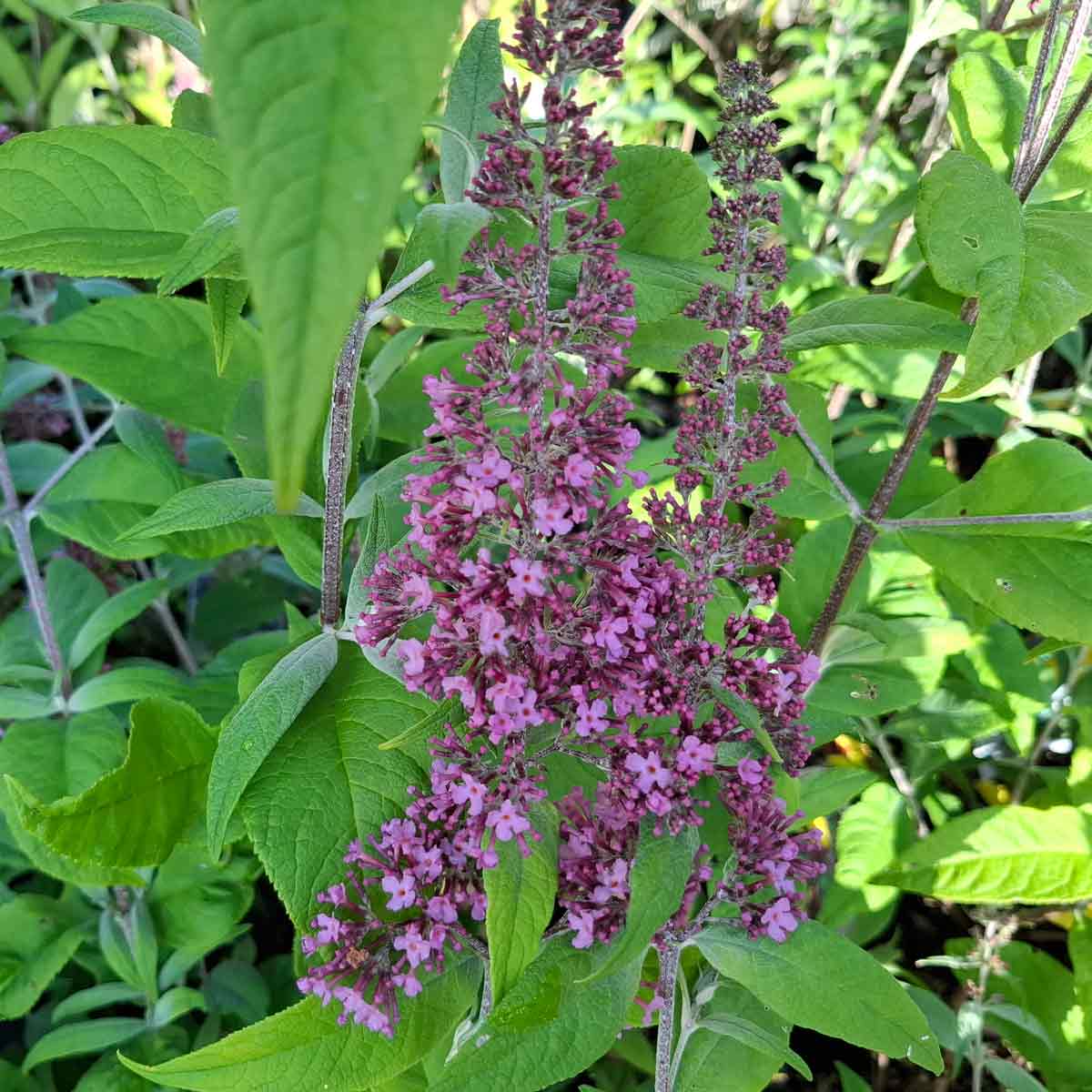 Buddleja davidii 'Pink Delight' 30/40 C3