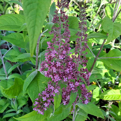 Buddleja davidii 'Pink Delight' 30/40 C3