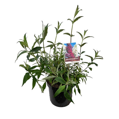 Buddleia davidii Trio C7,5