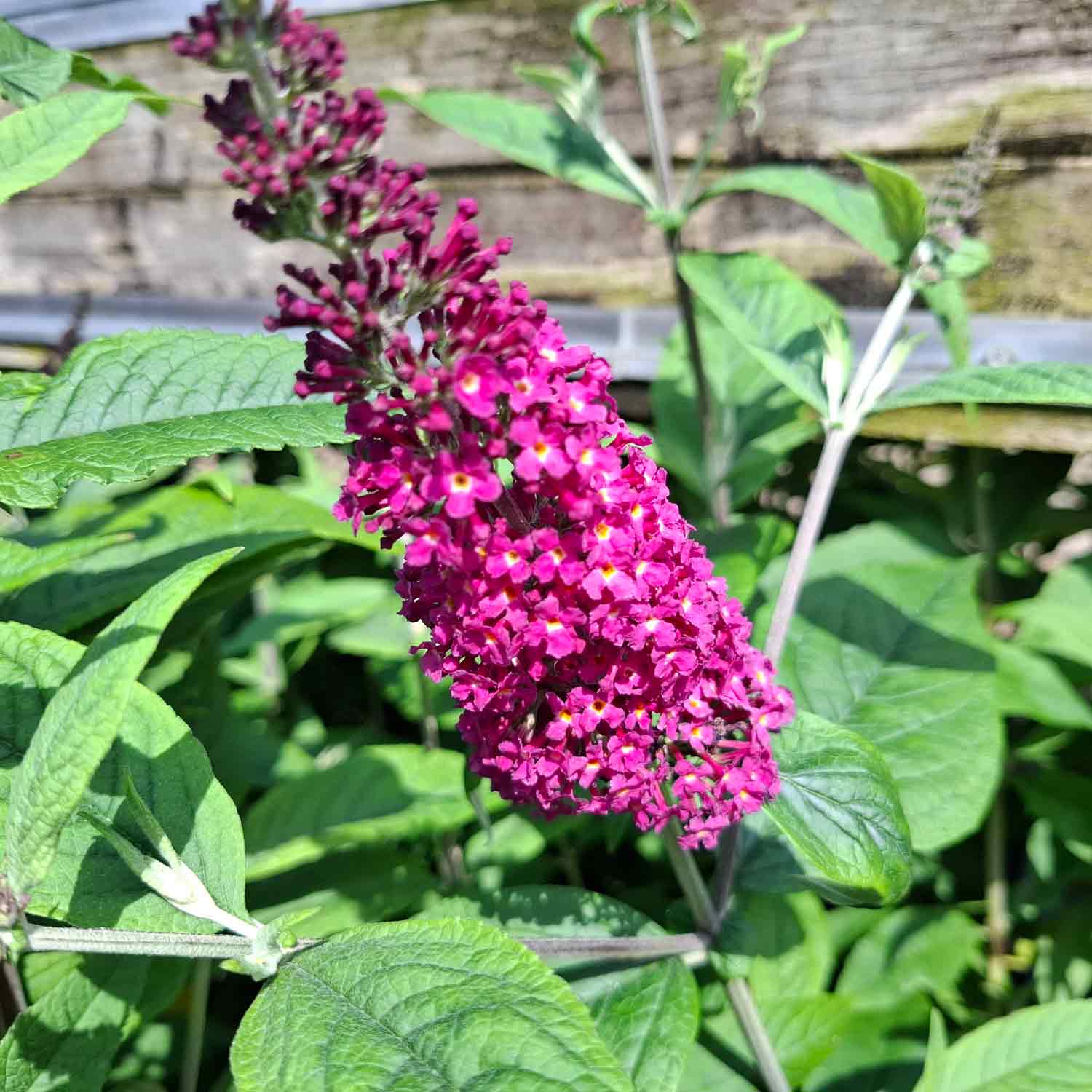 Buddleia davidii Miss Ruby C5