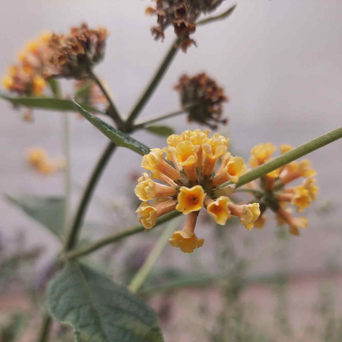 Buddleja weyeriana 'Sungold' C3