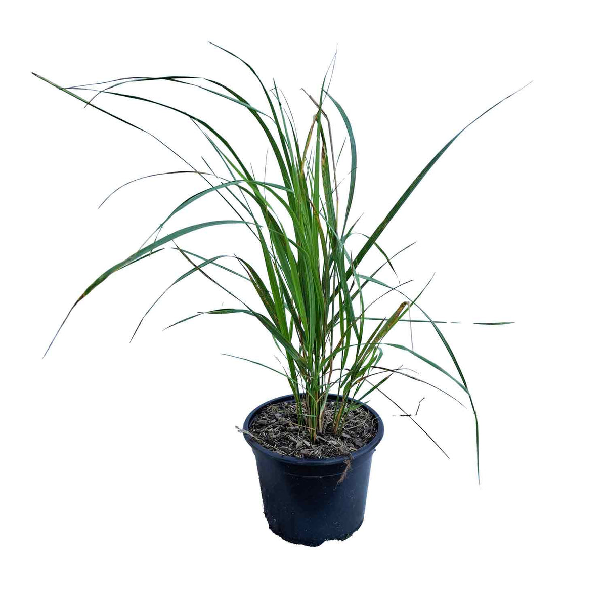 Calamagrostis acut. 'Karl Foerster' 2L