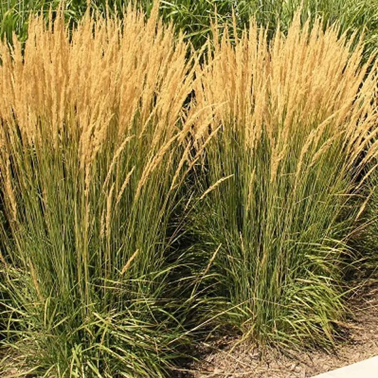 Calamagrostis acut. 'Karl Foerster' P9