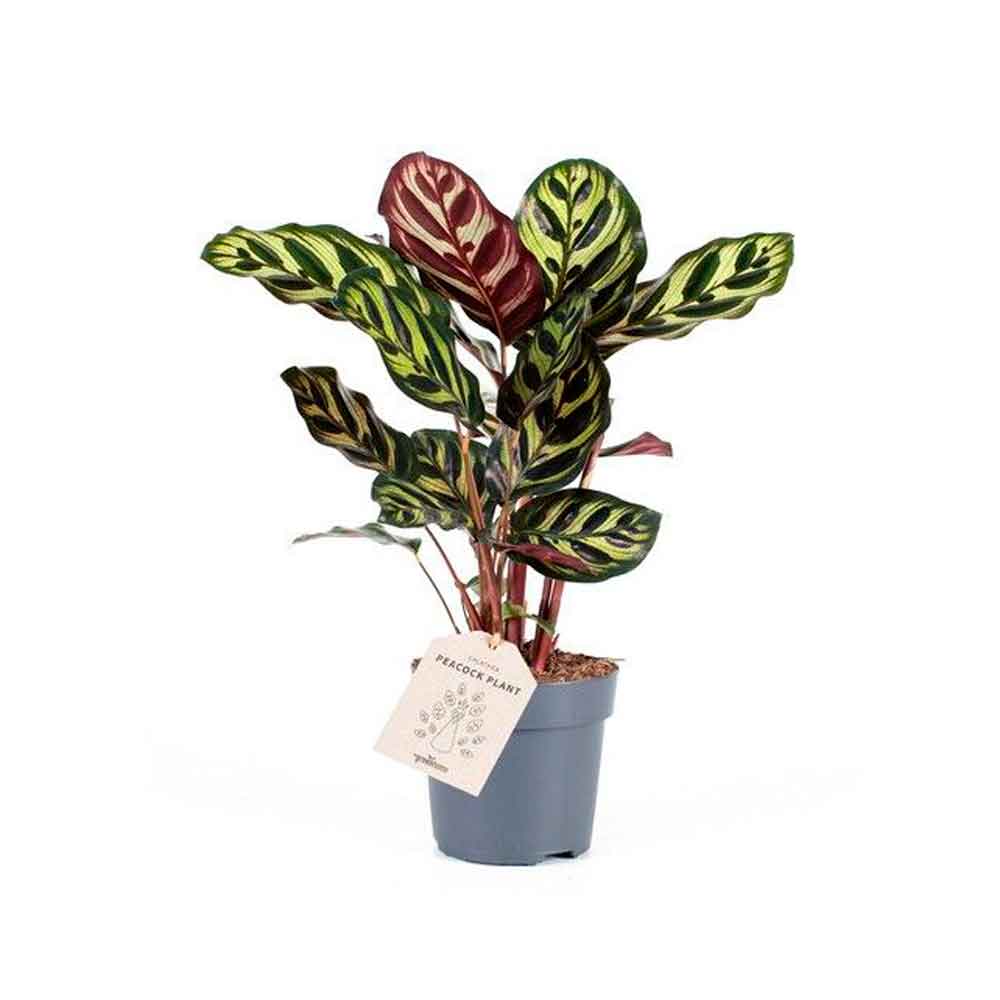 Calathea makoyana Feldborg 11cm