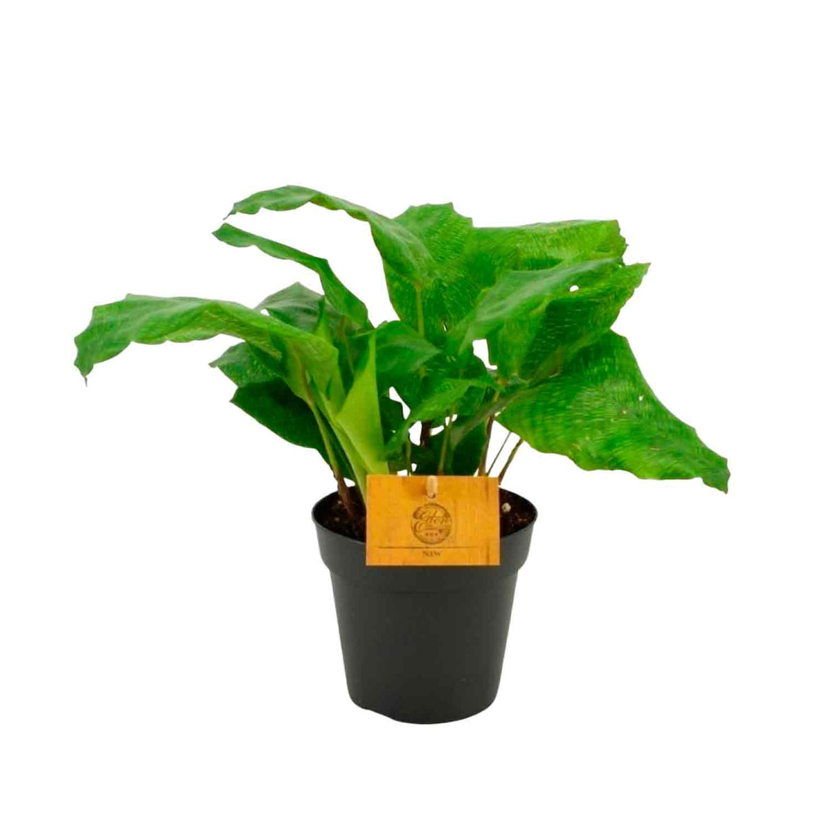 Calathea network 12cm