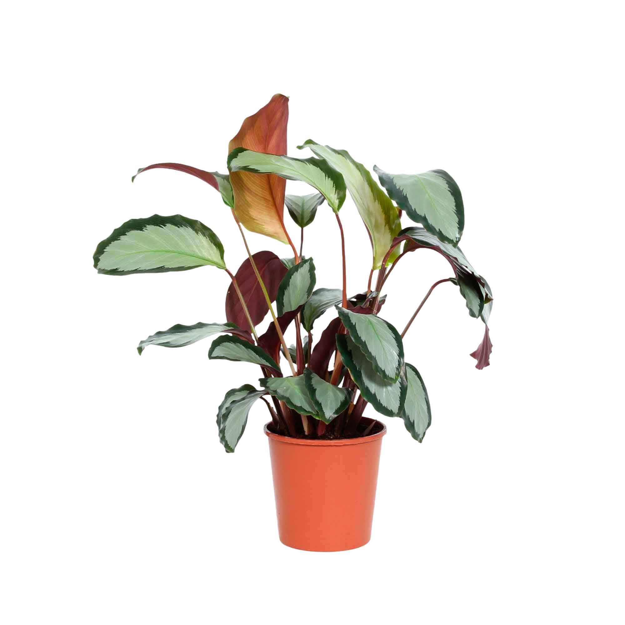 Calathea picturata 'Argentea' 12cm