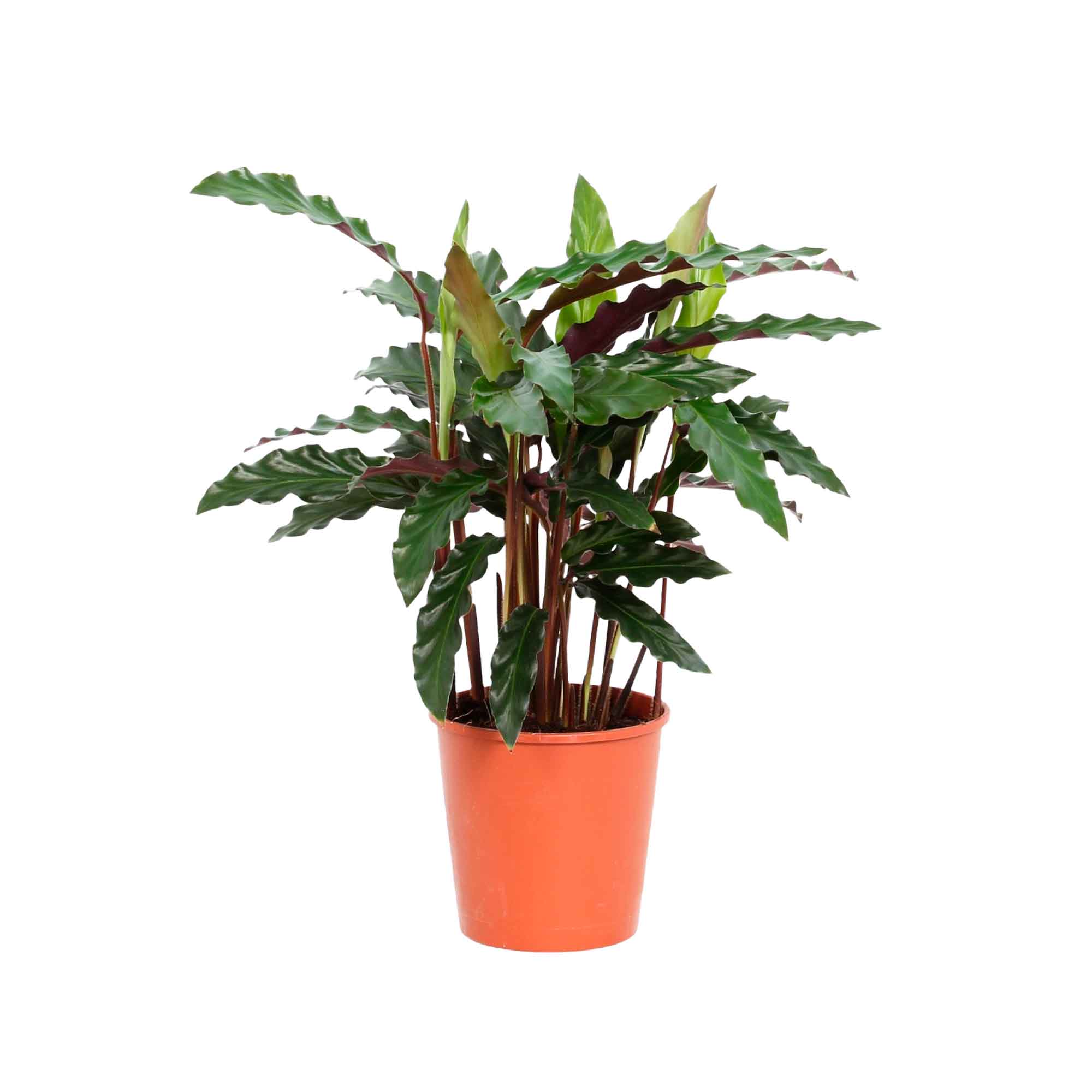 Calathea rufibarba 'Elgergrass' 12cm