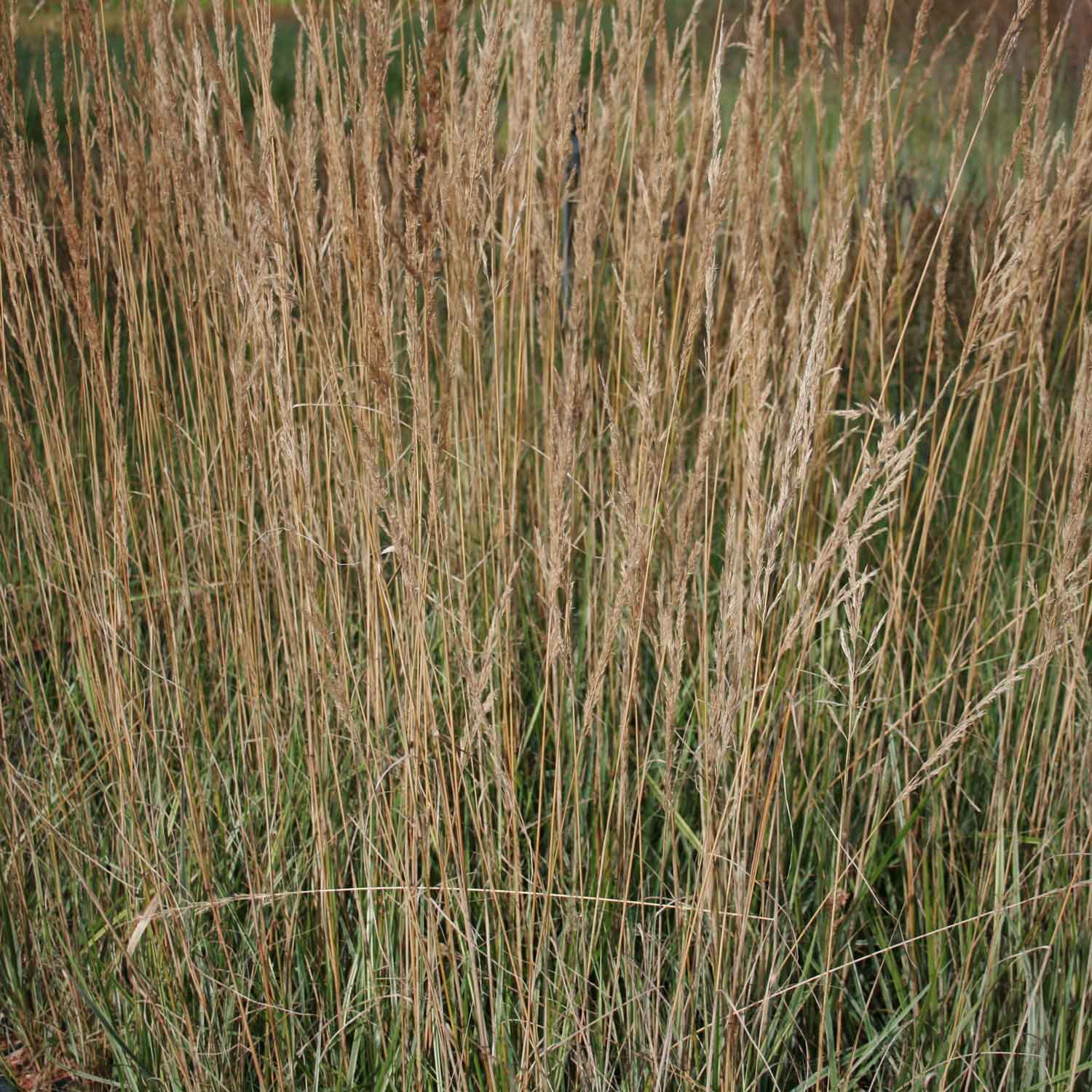 Calamagrostis acut. 'Overdam' P9