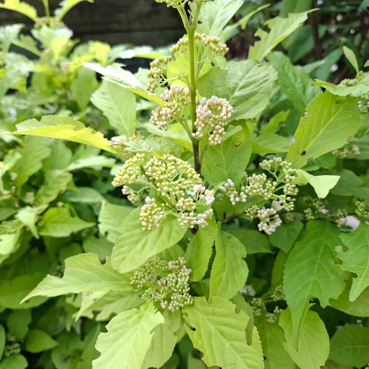 Callicarpa japonica 'Leucocarpa'30/40 C.3