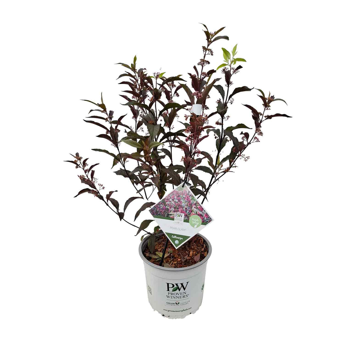 Callicarpa x P.W. 'Pearl Glam'® 40-60 C5