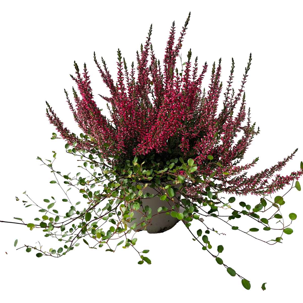 Calluna gardengirls & muhlenbeckia P12