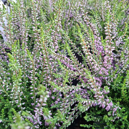 Hedelyng - Calluna vulgaris 'Jysk Naturform' 13cm